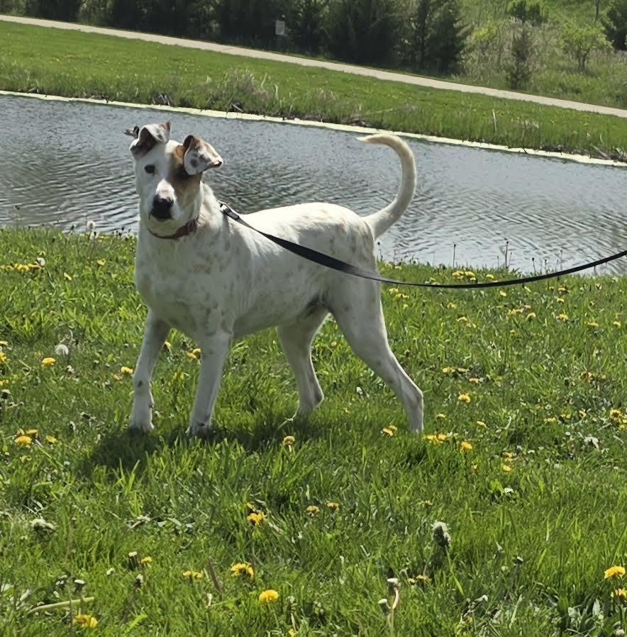 Sam, an adoptable Pointer in Oskaloosa, IA, 52577 | Photo Image 2