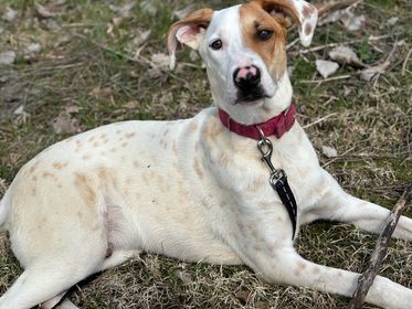 Sam, an adoptable Pointer in Oskaloosa, IA, 52577 | Photo Image 3