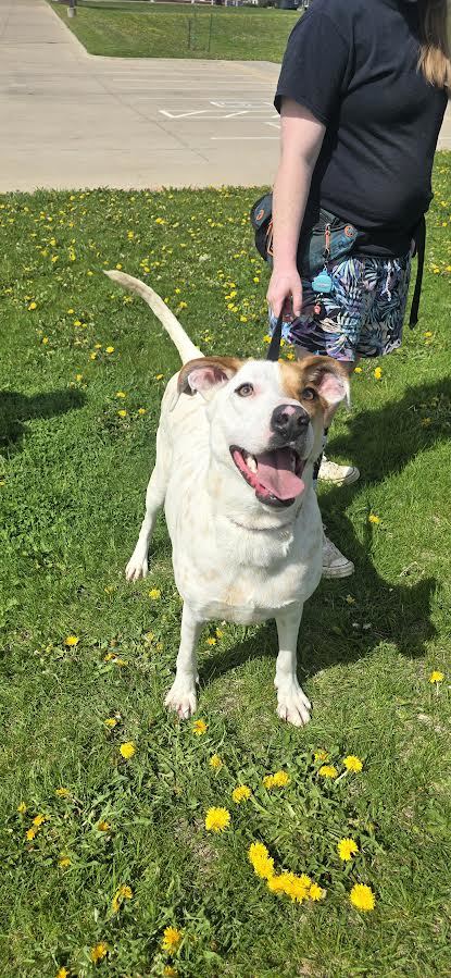 Sam, an adoptable Pointer in Oskaloosa, IA, 52577 | Photo Image 3