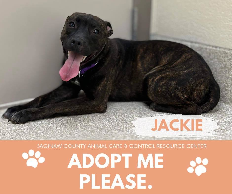 JACKIE, an adoptable Pit Bull Terrier in Saginaw, MI, 48602 | Photo Image 1