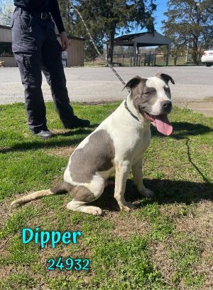 Dipper Boxer Dog
