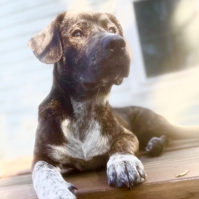 German shorthaired pointer mastiff hot sale mix