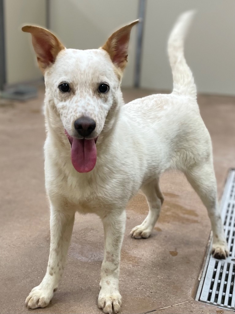 Sperlonga, an adoptable Cattle Dog, Retriever in Fort Lupton, CO, 80621 | Photo Image 1