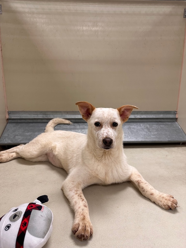 Sperlonga, an adoptable Cattle Dog, Retriever in Fort Lupton, CO, 80621 | Photo Image 2