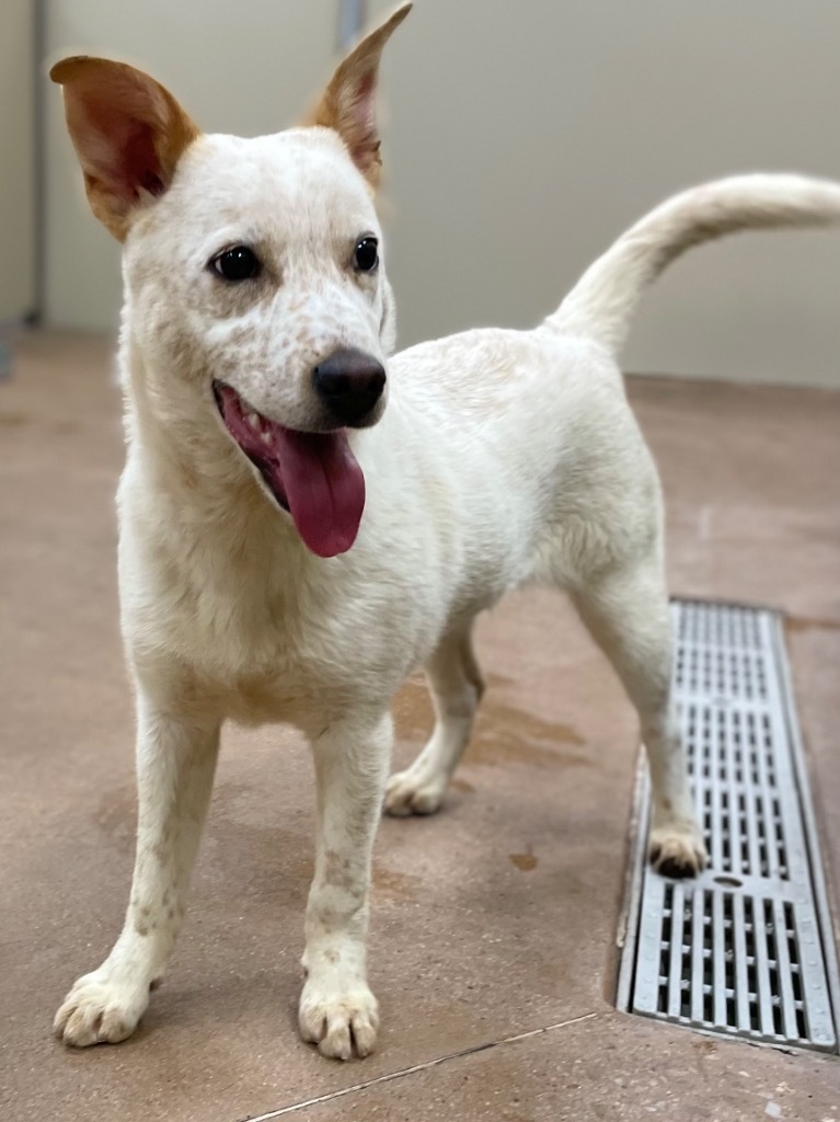 Sperlonga, an adoptable Cattle Dog, Retriever in Fort Lupton, CO, 80621 | Photo Image 3