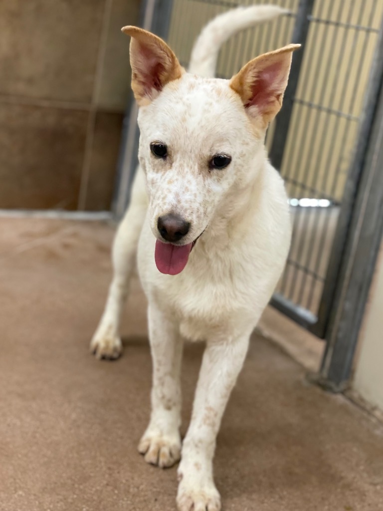 Sperlonga, an adoptable Cattle Dog, Retriever in Fort Lupton, CO, 80621 | Photo Image 5