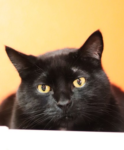 Peanut, an adoptable Domestic Short Hair in Walla Walla, WA, 99362 | Photo Image 1