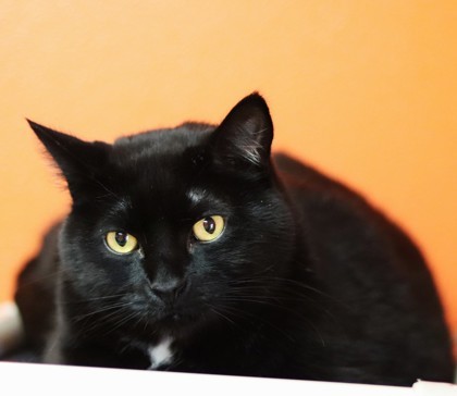 Peanut, an adoptable Domestic Short Hair in Walla Walla, WA, 99362 | Photo Image 2