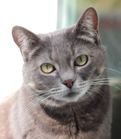 Freya, an adoptable Domestic Short Hair in Walla Walla, WA, 99362 | Photo Image 1