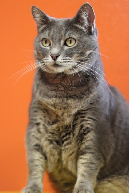 Freya, an adoptable Domestic Short Hair in Walla Walla, WA, 99362 | Photo Image 2