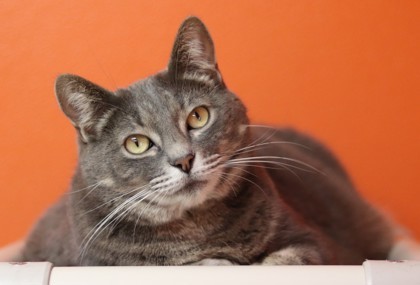 Freya, an adoptable Domestic Short Hair in Walla Walla, WA, 99362 | Photo Image 3