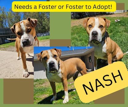 Nash *Looking for Foster*, an adoptable Mixed Breed in Rhinelander, WI, 54501 | Photo Image 1