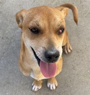 Dogs for Adoption Near Santa Cruz CA Petfinder