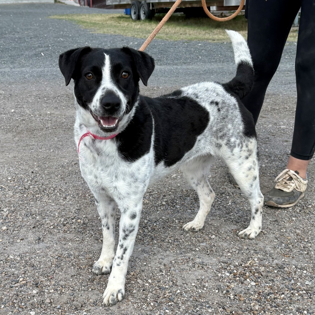 Shawty // 0241, an adoptable Cattle Dog, Mixed Breed in Harlingen, TX, 78550 | Photo Image 1