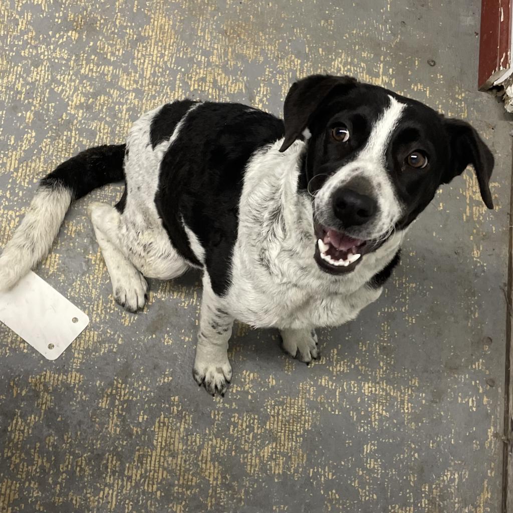 Shawty // 0241, an adoptable Cattle Dog, Mixed Breed in Harlingen, TX, 78550 | Photo Image 2