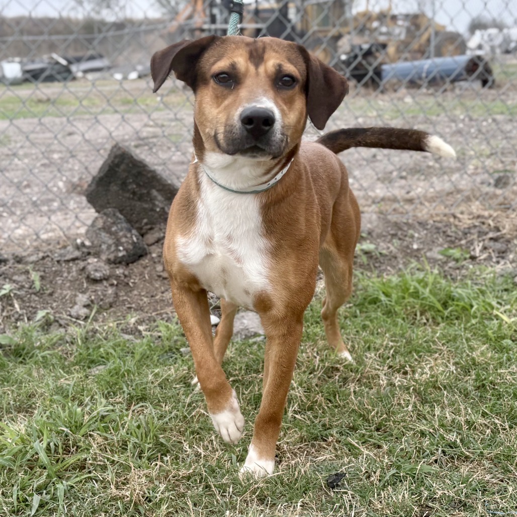 Velcro // 0242, an adoptable Labrador Retriever, Mixed Breed in Harlingen, TX, 78550 | Photo Image 1