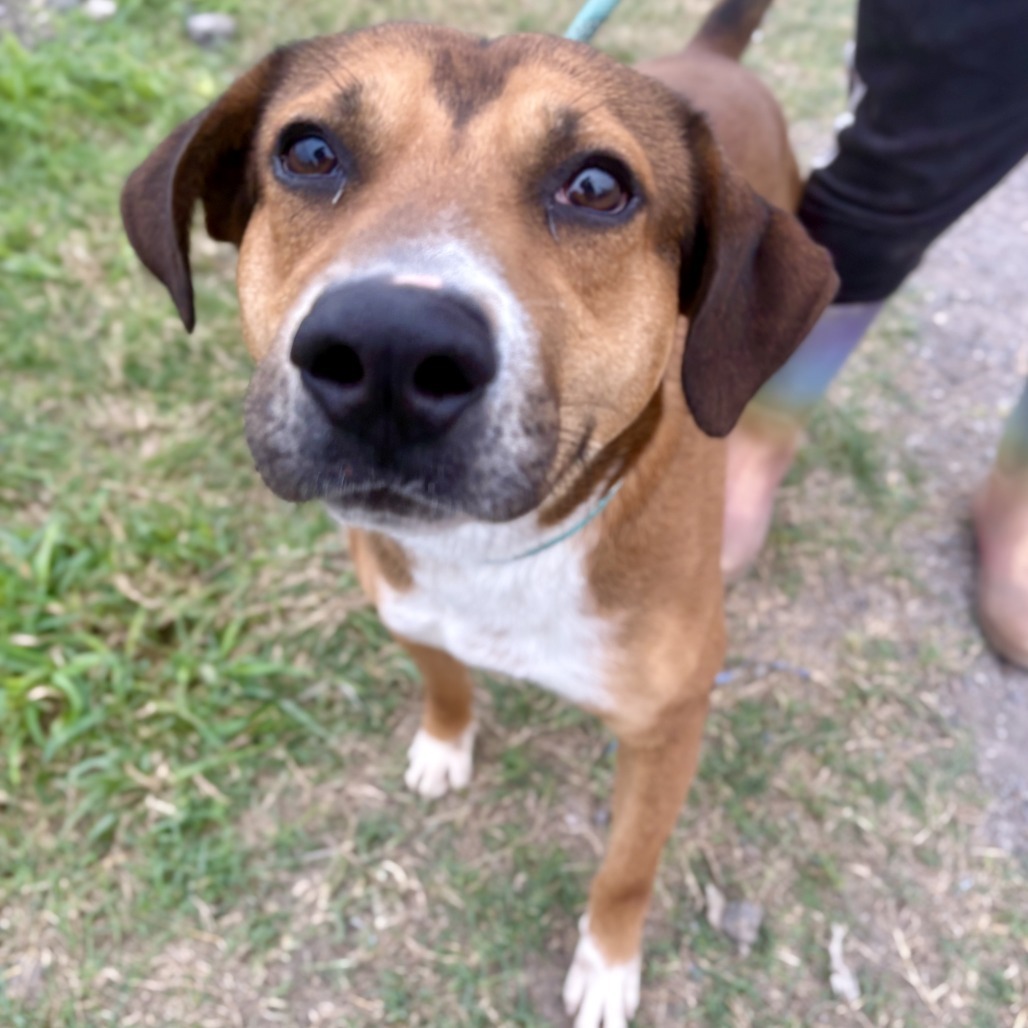 Velcro // 0242, an adoptable Labrador Retriever, Mixed Breed in Harlingen, TX, 78550 | Photo Image 2