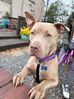 Sara Bear-IN FOSTER Mixed Breed Dog