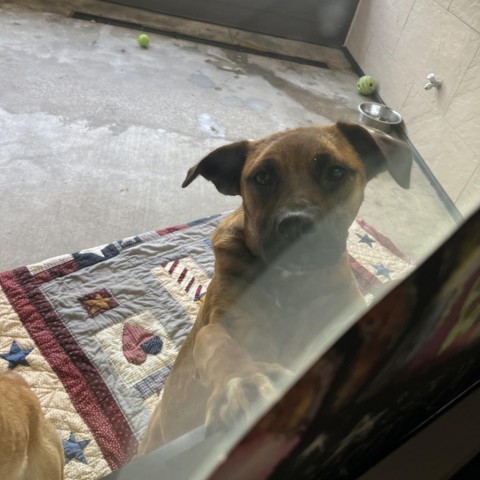 Marie, an adoptable Anatolian Shepherd in Ponca City, OK, 74604 | Photo Image 2