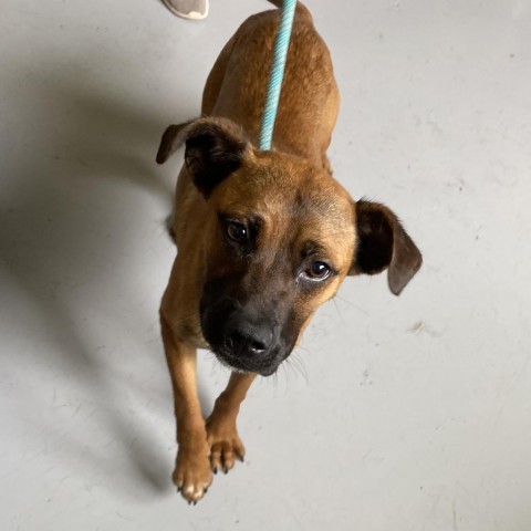 Marie, an adoptable Anatolian Shepherd in Ponca City, OK, 74604 | Photo Image 3