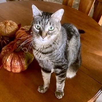 Heston, an adoptable Domestic Short Hair in Austin, TX, 78704 | Photo Image 1