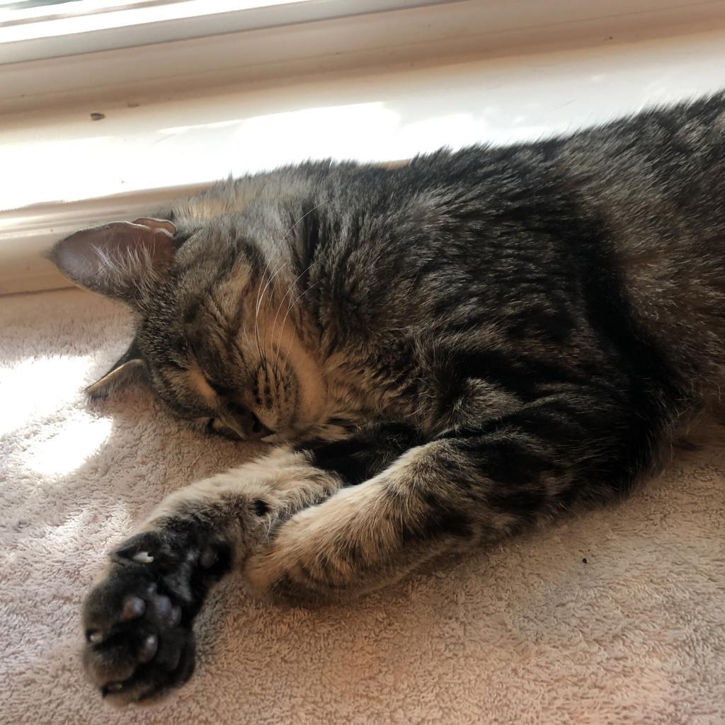 Heston, an adoptable Domestic Short Hair in Austin, TX, 78704 | Photo Image 5