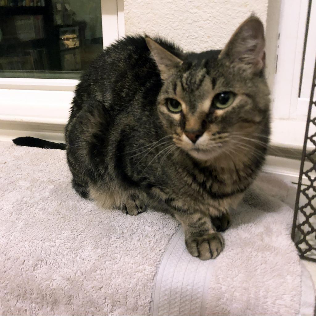 Heston, an adoptable Domestic Short Hair in Austin, TX, 78704 | Photo Image 6