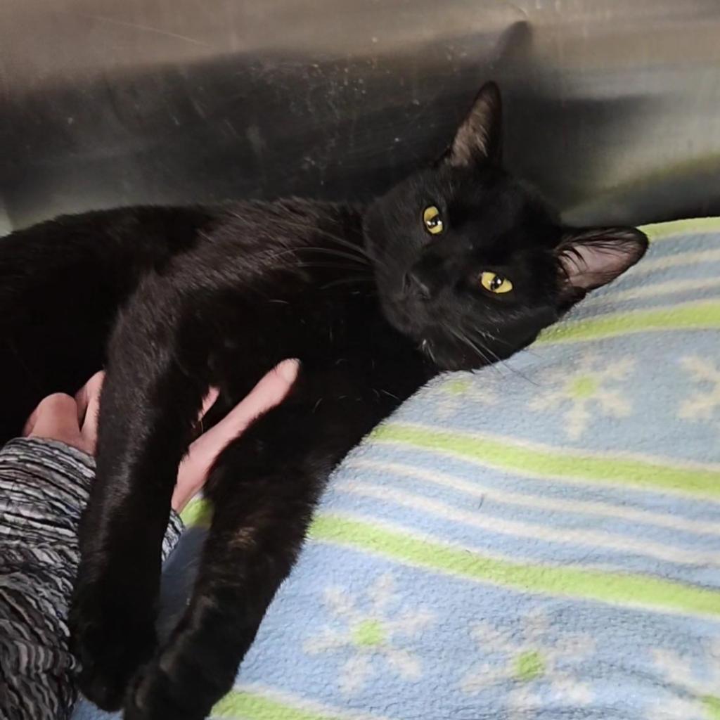 Fullmetal Alchemist, an adoptable Domestic Short Hair in Austin, TX, 78704 | Photo Image 1