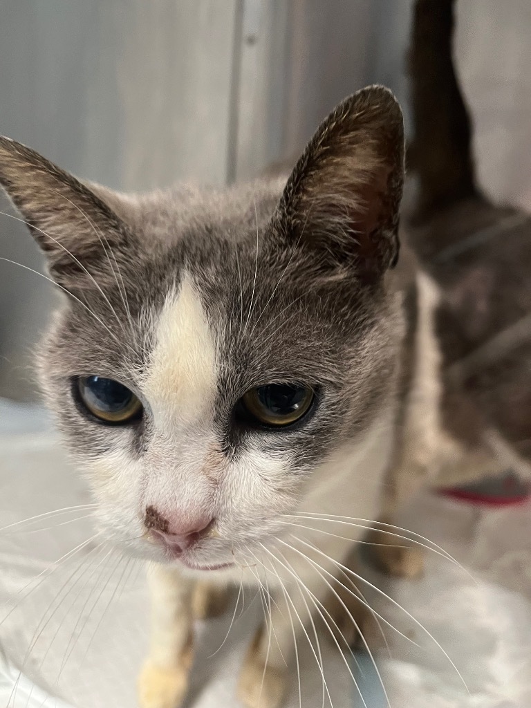 J11, an adoptable Domestic Short Hair in Mullins, SC, 29574 | Photo Image 1