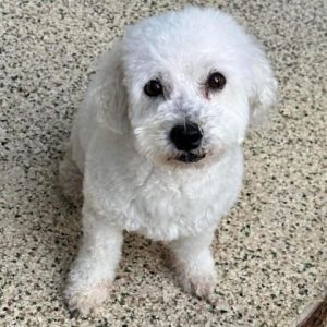 Meet Ernest a sweet and loyal 6 year old 17-pound Miniature Poodle Ernest is an incredibly affec