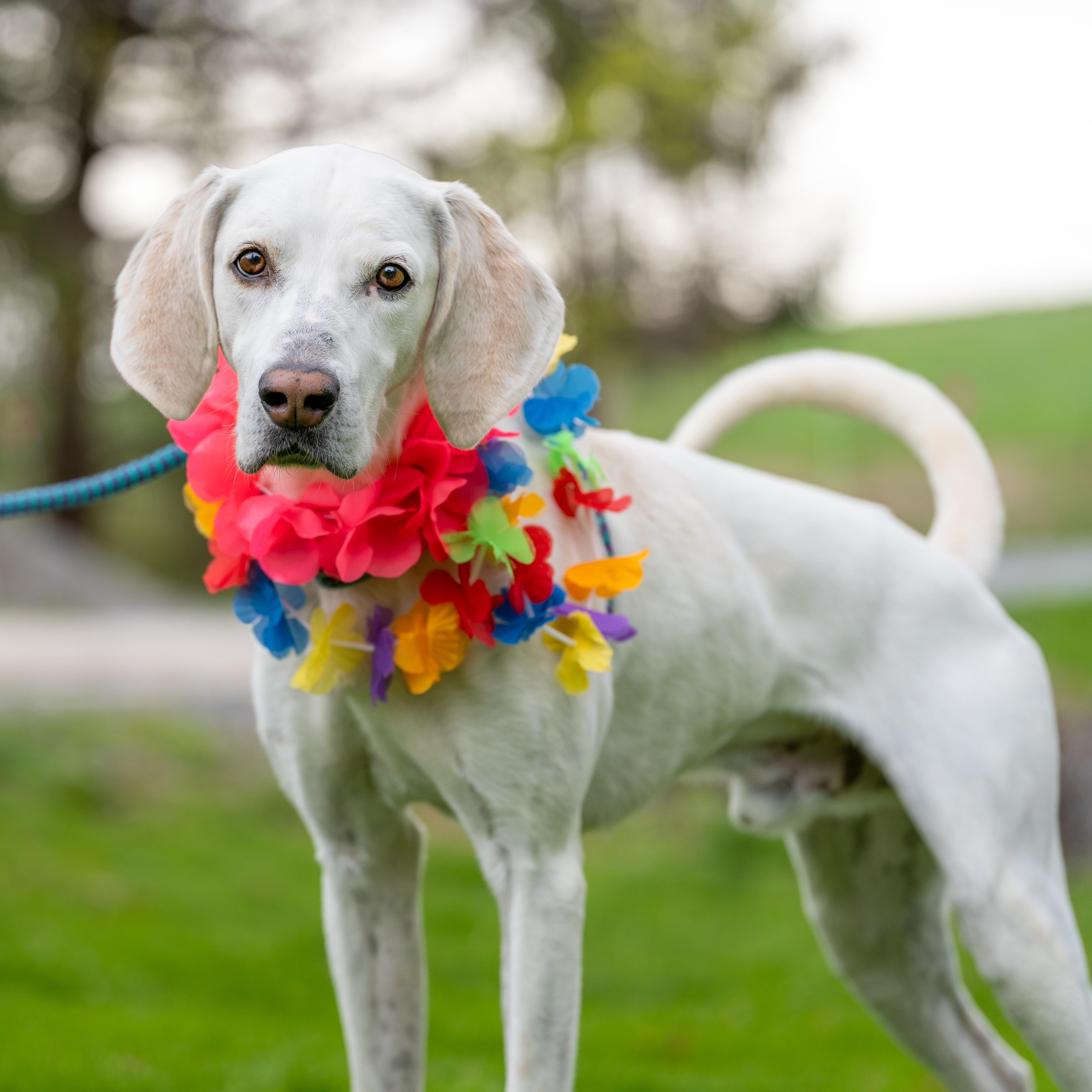 Hank, an adoptable Foxhound in Dillsburg, PA, 17019 | Photo Image 1