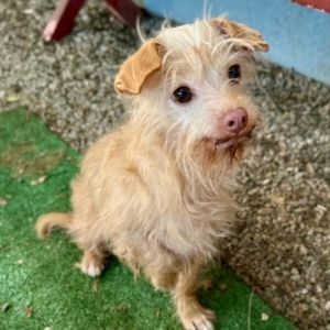 Fiji is a pint-sized terrier mix with a personality as refreshing as tropical waters With scruffy f