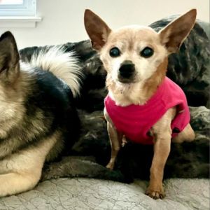 Meet Nixie the elegant senior lady with a heart as pure as a mountain spring This small Chihuahua 