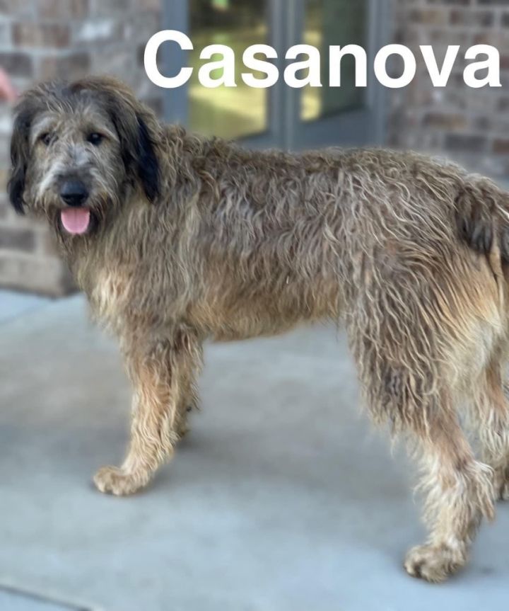 Casanova 2
