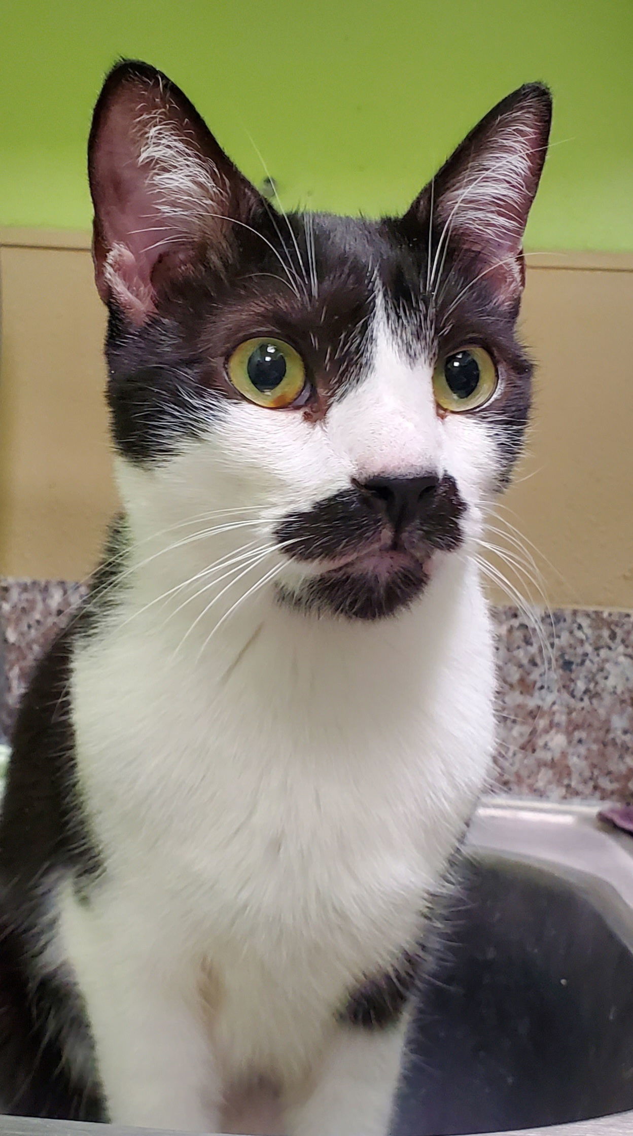Sam Elliott, an adoptable Tuxedo in Chandler, AZ, 85244 | Photo Image 1
