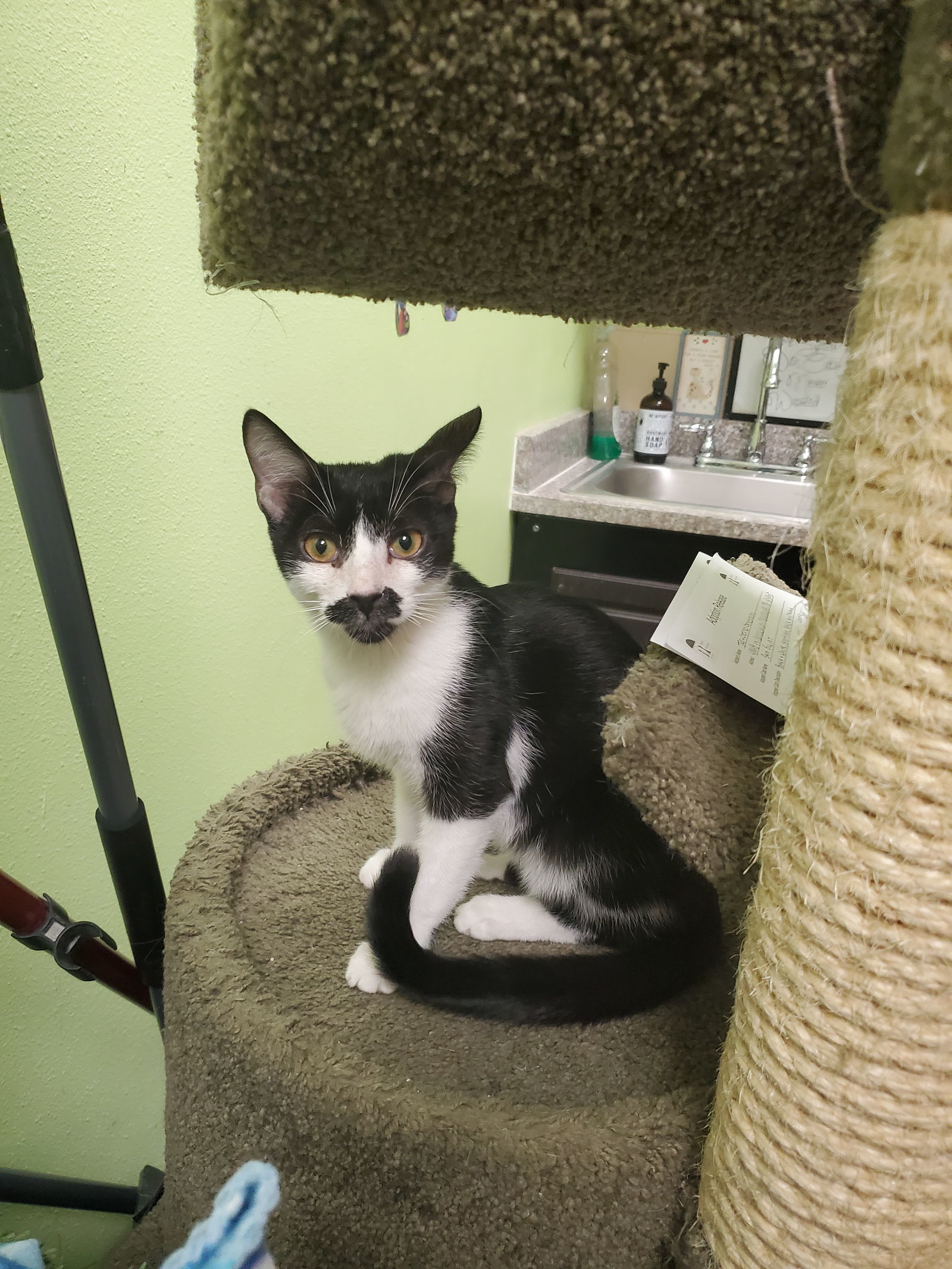 Sam Elliott, an adoptable Tuxedo in Chandler, AZ, 85244 | Photo Image 2
