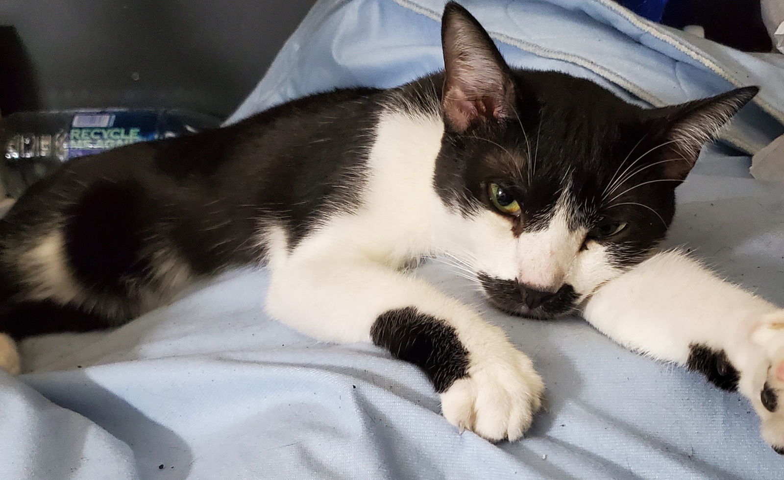Sam Elliott, an adoptable Tuxedo in Chandler, AZ, 85244 | Photo Image 3