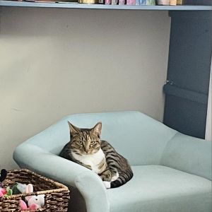 Marissa, Adult Female Domestic Short Hair