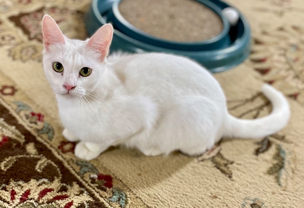 Lucy, an adoptable Domestic Short Hair in Newnan, GA, 30264 | Photo Image 3