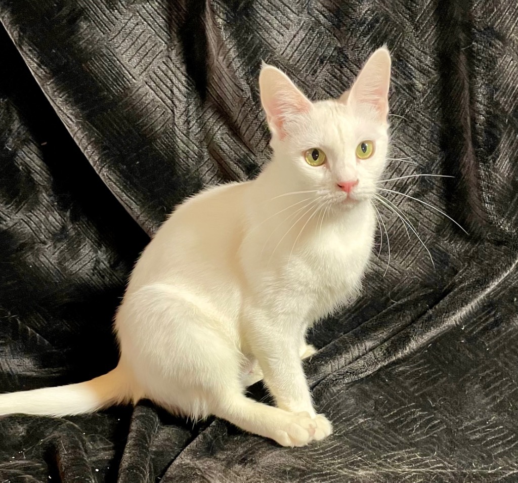 Lucy, an adoptable Domestic Short Hair in Newnan, GA, 30264 | Photo Image 4