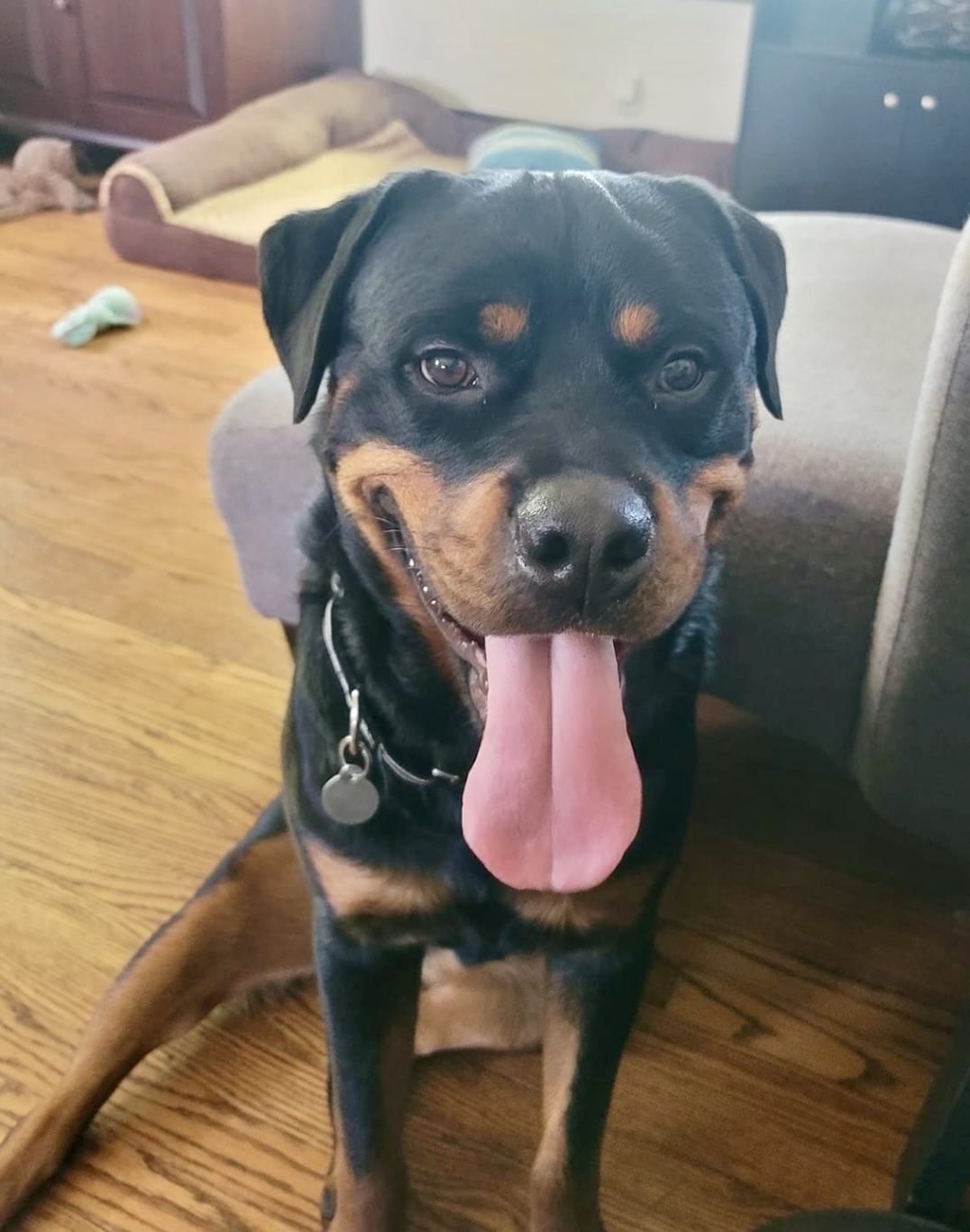 Ace, an adoptable Rottweiler in Lincoln, NE, 68506 | Photo Image 1