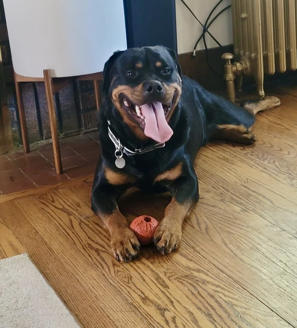 Ace, an adoptable Rottweiler in Lincoln, NE, 68506 | Photo Image 3