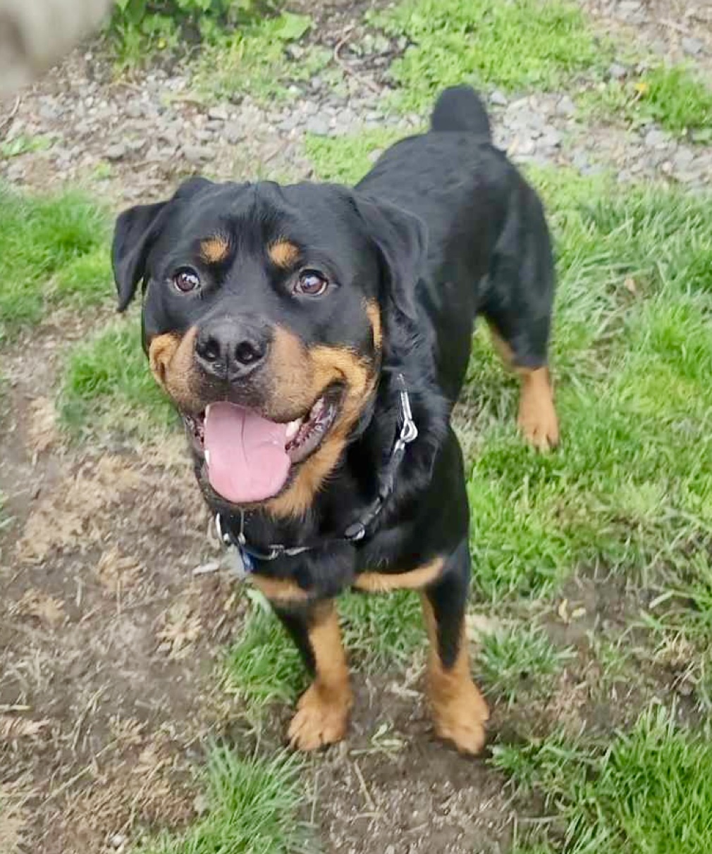 Ace, an adoptable Rottweiler in Lincoln, NE, 68506 | Photo Image 4