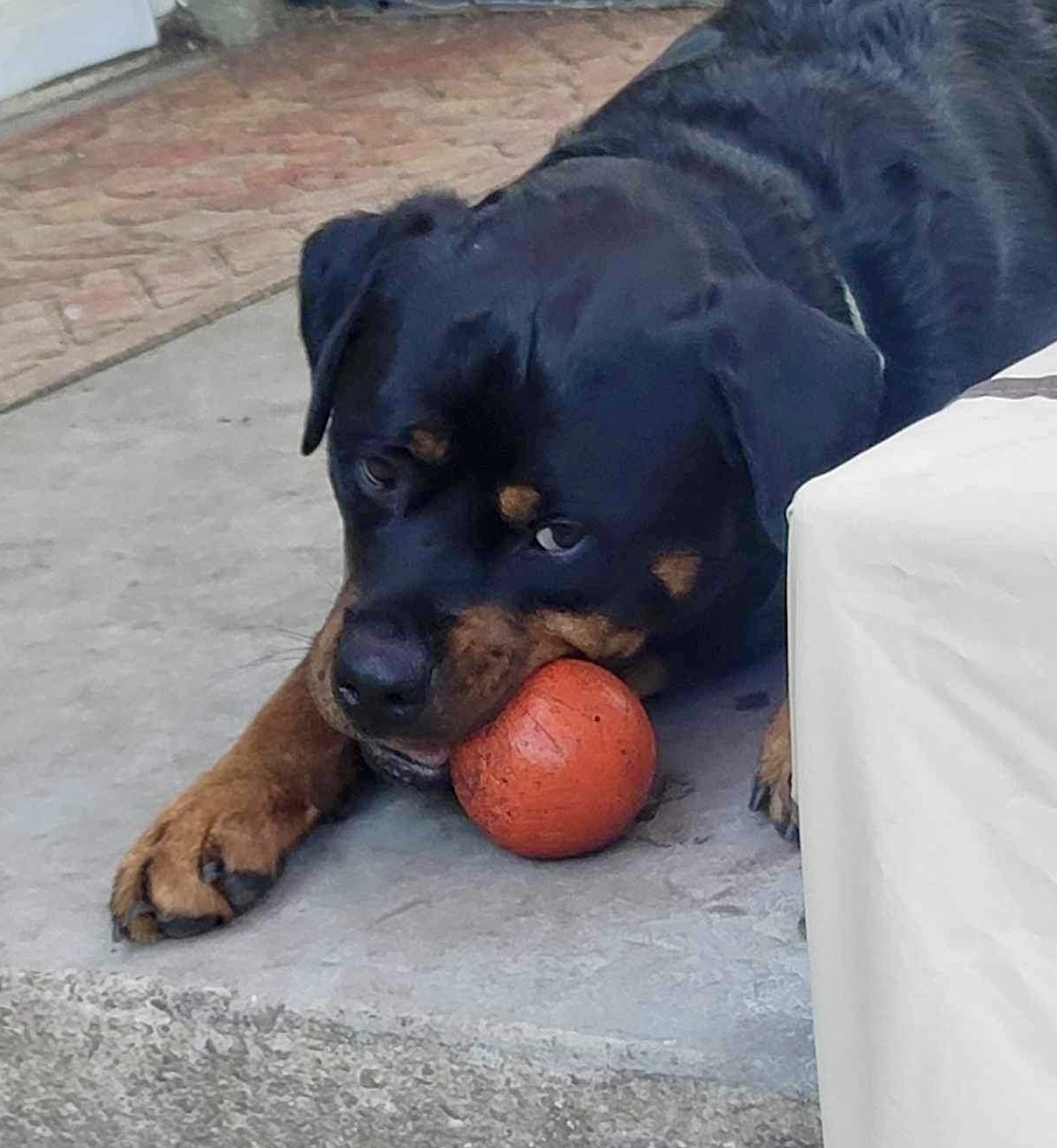 Ace, an adoptable Rottweiler in Lincoln, NE, 68506 | Photo Image 5