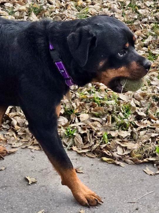 Ace, an adoptable Rottweiler in Lincoln, NE, 68506 | Photo Image 6