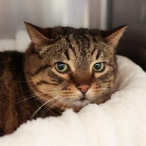 Hello Im Marilyn a sweet and gentle 12-year-old brown tabby with short hair a