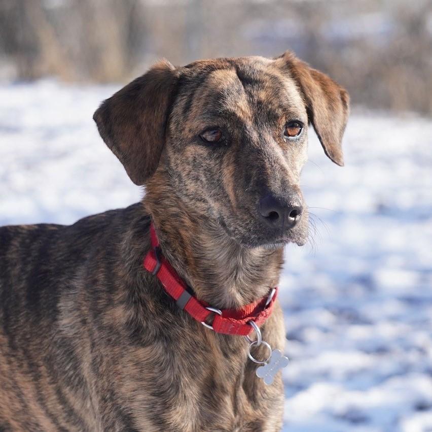 Tigresa, an adoptable Mixed Breed in King City, ON, L7B 1K5 | Photo Image 1