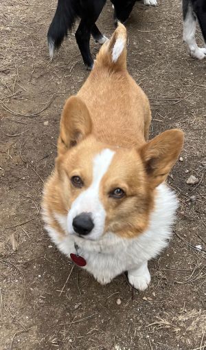 Petfinder corgi store