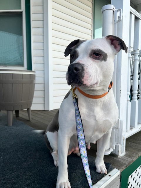 Zaila, an adoptable Pit Bull Terrier in Rochester, NY, 14626 | Photo Image 1