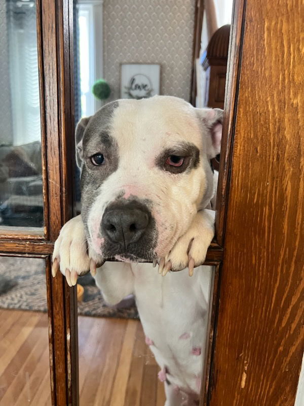 Zaila, an adoptable Pit Bull Terrier in Rochester, NY, 14626 | Photo Image 2